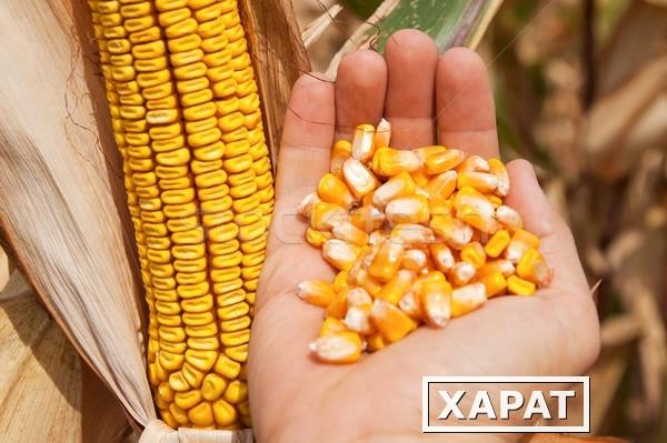 Фото Гибриды семян кукурузы - Monsanto (Монсанто)