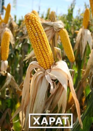 Фото Гибриды семян кукурузы - KWS (КВС)