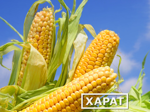 Фото Гибриды семена  Кукурузы (Pioneer, Syngenta, Monsanto, NS, Limagrain)