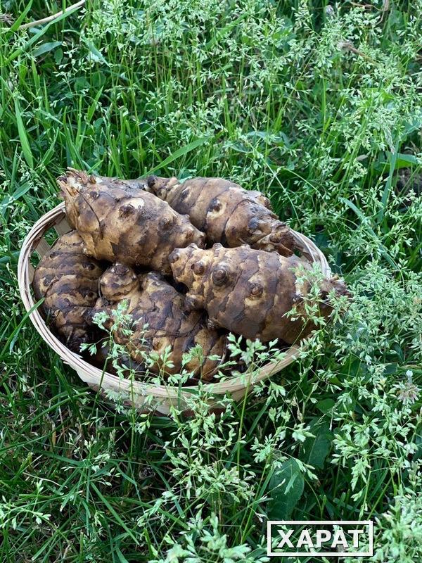 Фото Топинамбур  клубни,  семенной и пищевой