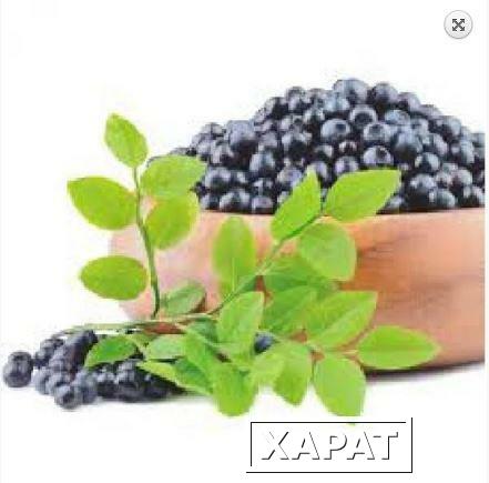 Фото Aronia berry extract – профилактика купероза, 10 мл