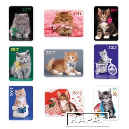 Фото Календарь карманный на 2017 г., HATBER, 7х10 см, лакированный, "Милые Котята"
