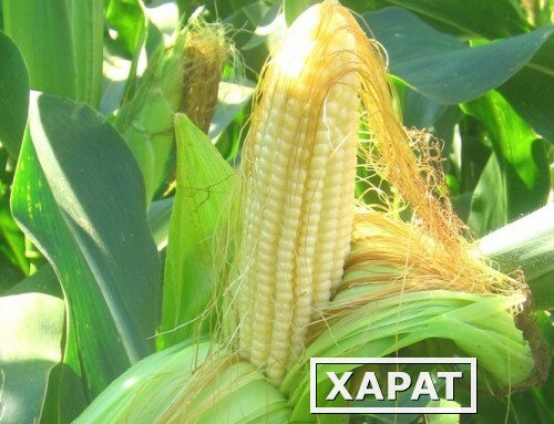 Фото Гибриды кукурузы Pioneer ПР39Д81, П8400