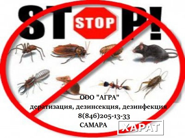 Фото Избавиться от тараканов в квартире Самара.  Гарантия 100%