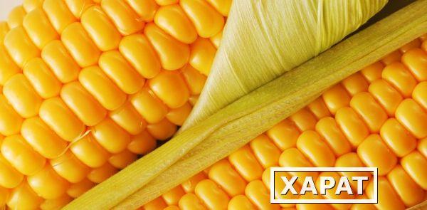 Фото ФАЛЬКОН- Ранний гибрид кукурузы от компании СИНГЕНТА