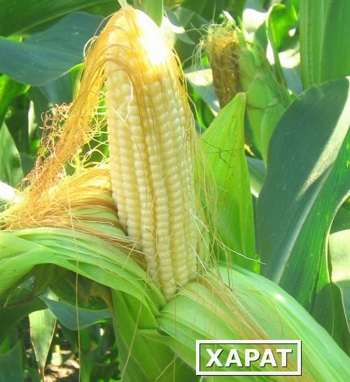 Фото Гибриды семена кукурузы Делитоп (Сингента, Syngenta) ФАО210