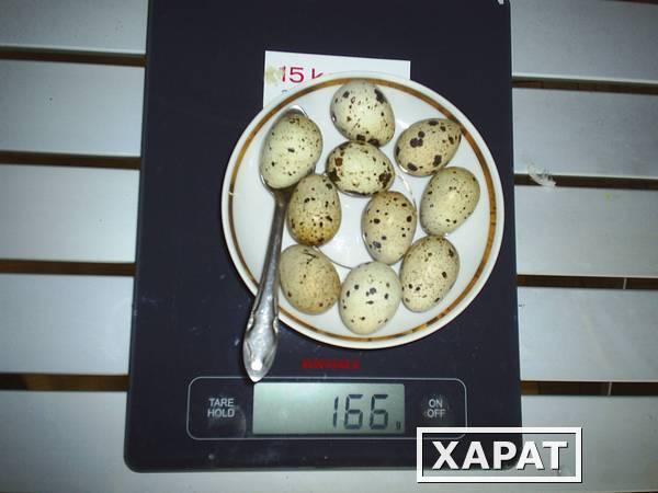 Фото Инкубационное яйцо мясных перепелов