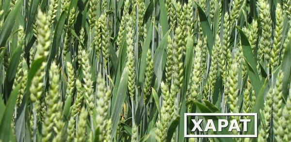 Фото Семена яровой пшеницы Дарья
