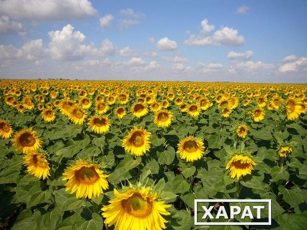 Фото Гибрид подсолнечника Кайзер