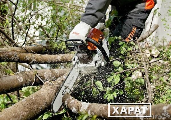 Фото Расчистка участка от деревьев и мелколесья в Тюмени