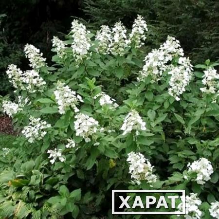 Фото Гортензия метельчатая Тардива