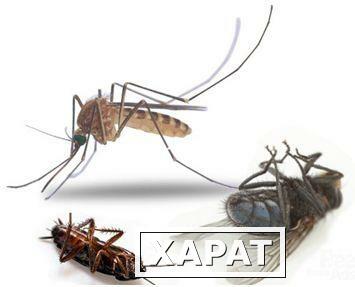 Фото Уничтожение насекомых (тараканы