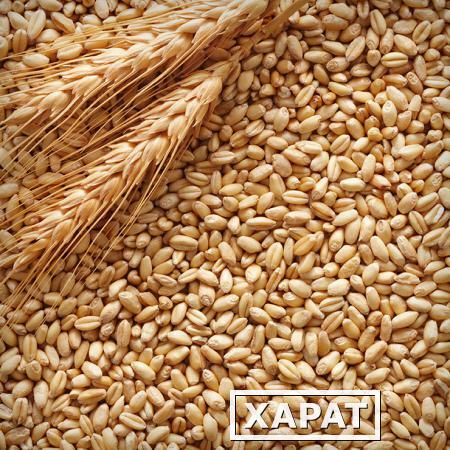 Фото Производителям и трейдерам предлагаем продать нам пшеницу класса фураж