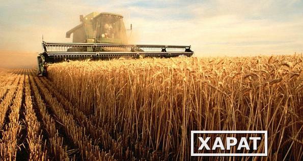 Фото Яровая пшеница