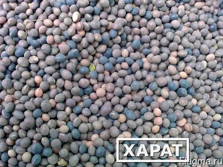 Фото Вика семена зерно от 1кг в Константиновке