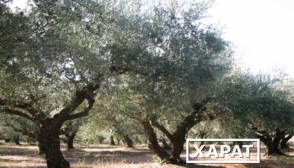 Фото Участок с оливковыми деревьями на Пелопоннесе