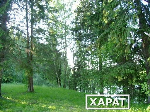 Фото Земля на опушке леса для дачного строительства по Новорижскому шоссе