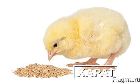 Фото Комбикорм для суточных цыплят от 1 кг