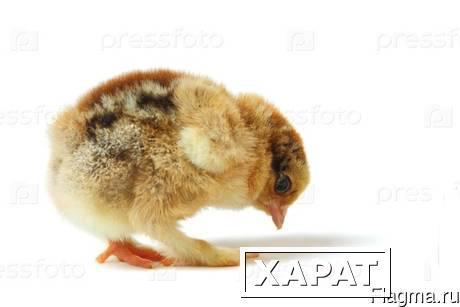 Фото Комбикорм для цыплят бройлер рост от 20дн от 1 кг в Константиновке