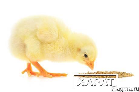 Фото Комбикорм от 1 кг для цыплят старт ПК5 от 10дн в Константиновке