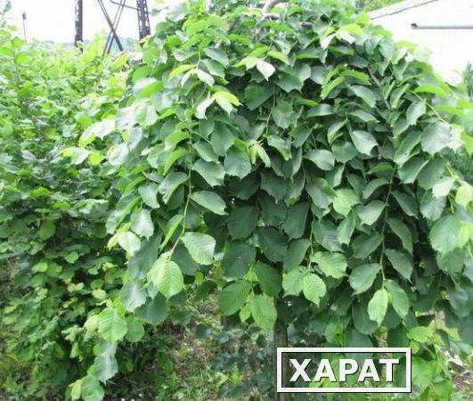 Фото Вяз шершавый плакучий Ulmus glabra для озеленения. Запорожье