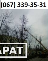 Фото Удаление деревьев Киев 067 339-35-31