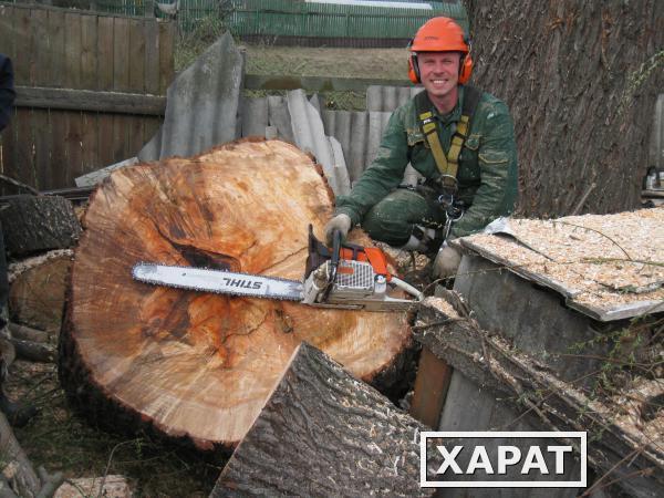 Фото Спилить,удалить дерево в Ликино-Дулёво,Куровское,Дрезна.