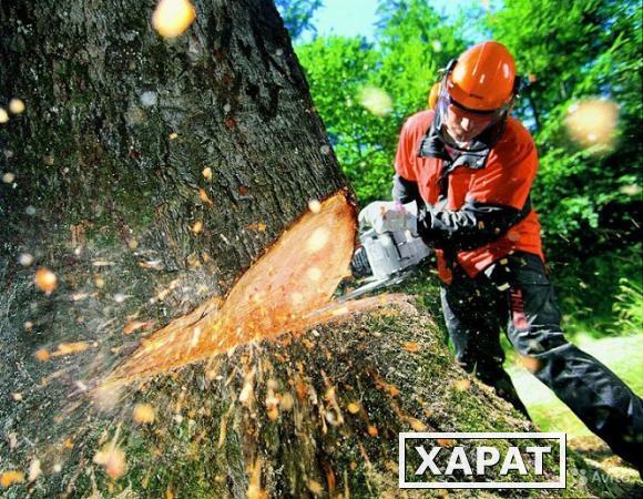 Фото Спилка деревьев,аварийных,сухостоев