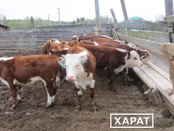 Фото Казахские белоголовые бычки