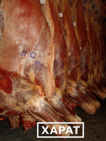 Фото Реализация мяса говядины