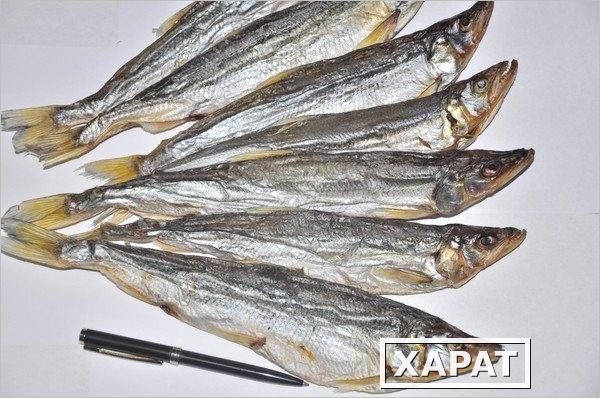 Фото Дальневосточная вяленая рыба