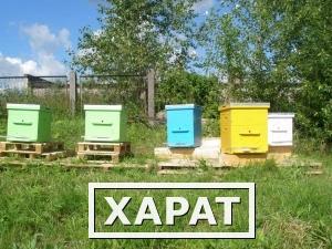 Фото Производство и продажа ульев и инвентаря для пчеловодов
