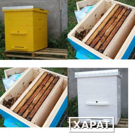 Фото Ульи для расширения (развития) приобретенных пчелопакетов