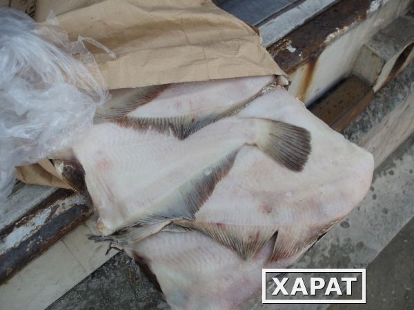 Фото Свежемороженая рыба и морепродукты оптом,рыбная мука,продукция ДПЗ,отправка в регионы,скидки