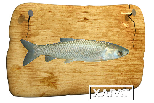 Фото Живая рыба Белый амур
