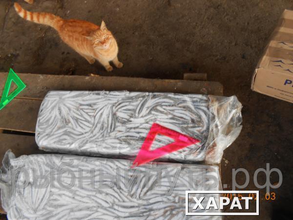 Фото Хамса анчоусная свежемороженая оптом от 20 тонн Крым Керчь Севастополь