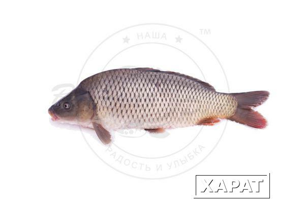 Фото Рыба КАРП охл. потрошеный с головой