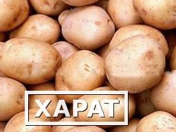 Фото Картофель продажа оптом из Липецка