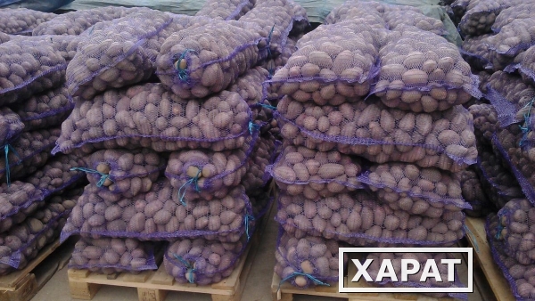 Фото Продажа картофеля
