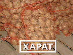 Фото Картофель из Польши