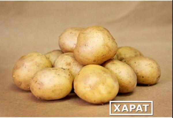 Фото Свежий картофель урожай 2012 раннеспелый сорт "Удача"