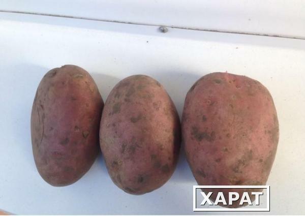 Фото Продам картофель элитный сорт Лабелла