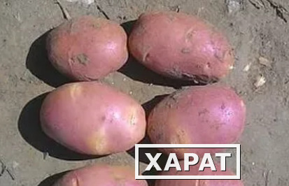 Фото Молодой картофель урожая 2018 года напрямую от производителя