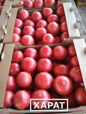 Фото Продаем помидоры (томаты) сорта Пинк Парадайз оптом от тепличного хозяйства. Нахождение - Краснодарский край