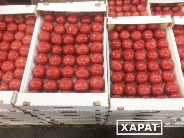 Фото Продаем помидоры оптом в краснодарском крае