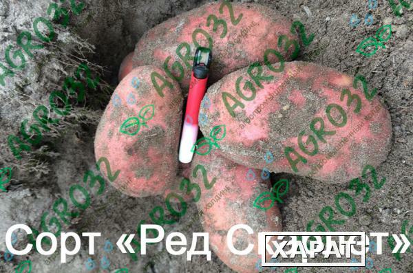 Фото Лучший картофель России