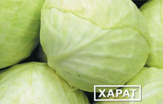 Фото Продам оптом капусту 1,5-3 кг белорусскую от производителя