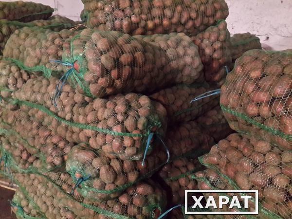 Фото Картофель семенной Беллароза от производителя оптом