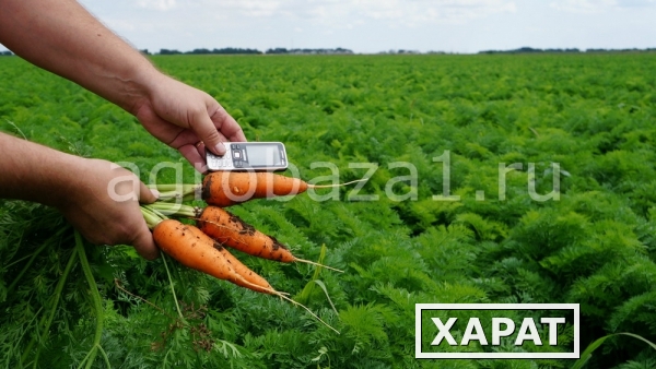 Фото Морковь оптом с фермерского хозяйства