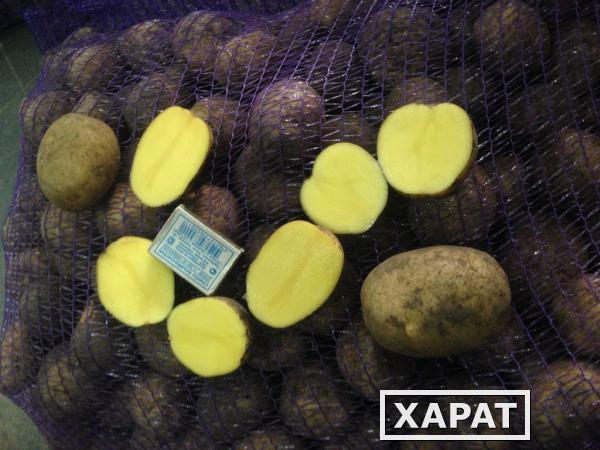 Фото Семенной картофель оптом сорт 3+,от 5.50 р/кг